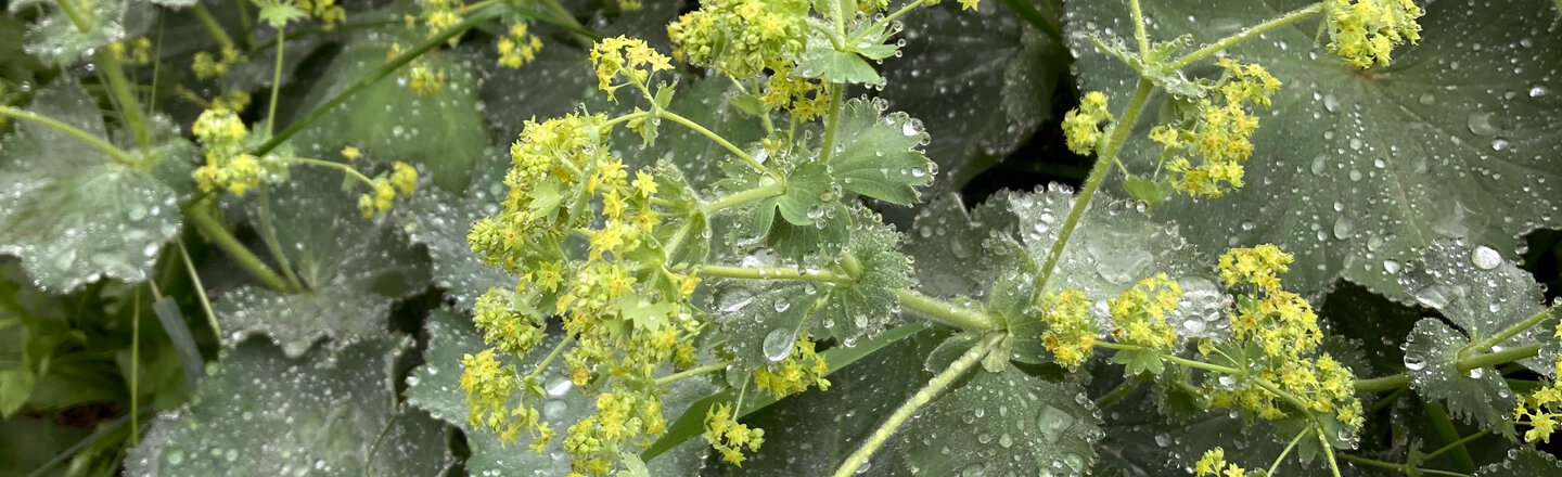 Lady’s mantle in flower