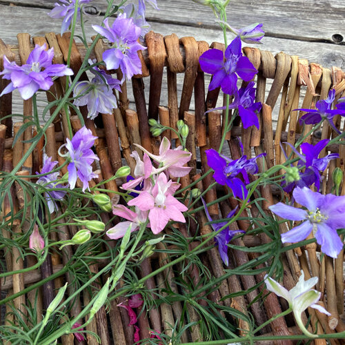 Forking larkspur with violet, lilac and pink flowers on a wicker basket