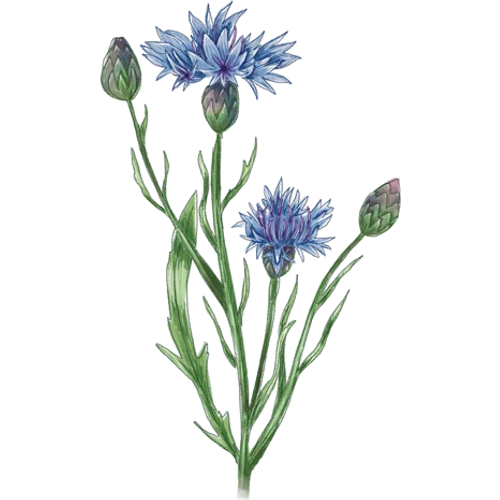 Cornflowers