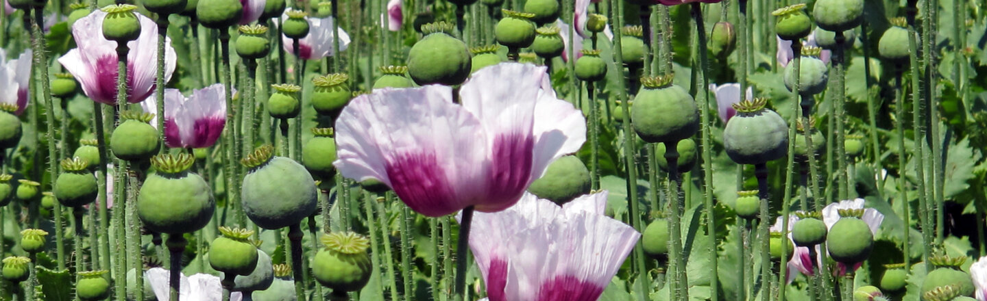 Field of poppies