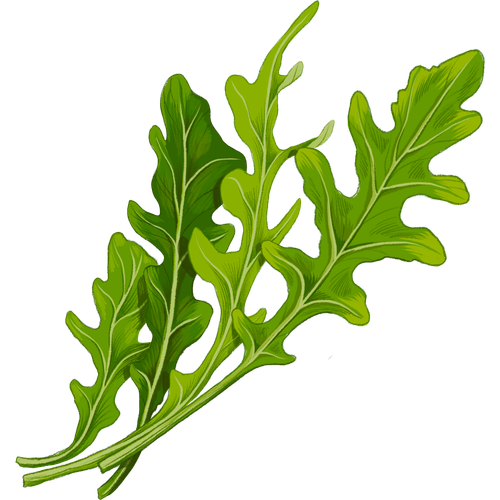 Lettuce & Salad Greens
