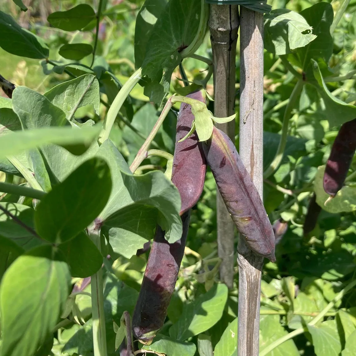 Kapuzinererbse 'Blauwschokker' (Pisum sativum) Bio Saatgut