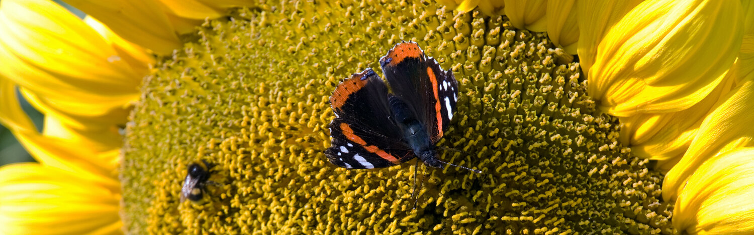 Close-up of a sunflower head with a butterfly and a bee