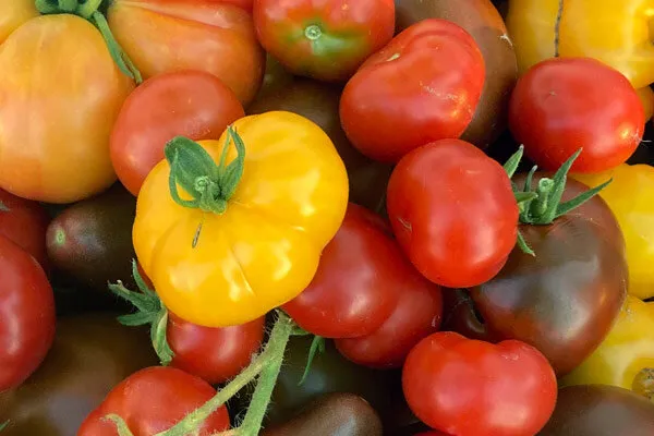 Red and yellow tomatoes
