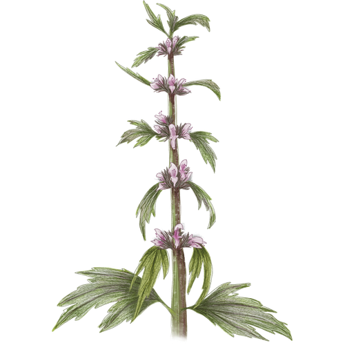 Motherwort Varieties