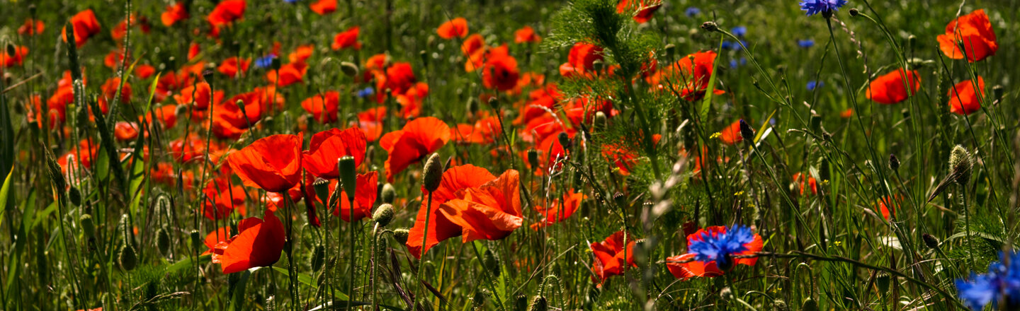 Meadow of common poppies