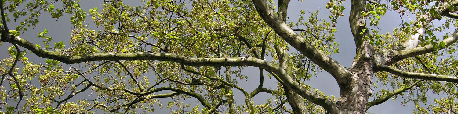 View up into a tree's crown