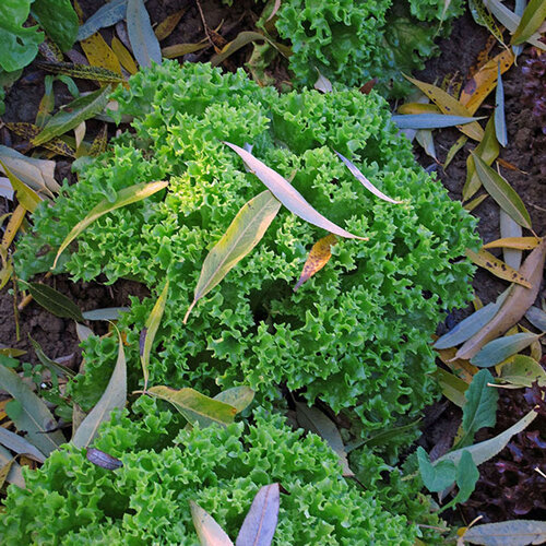 Curly endive in an autumn bed among fallen leaves