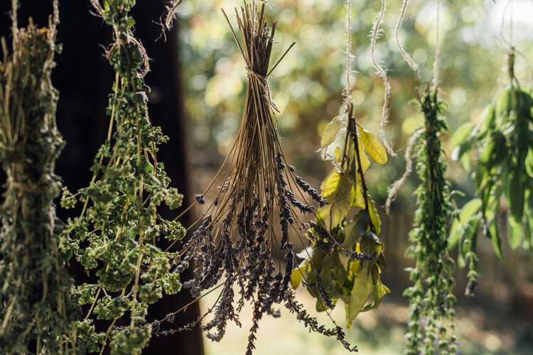 Bunches of herbs, including lavender, hanging upside down to dry