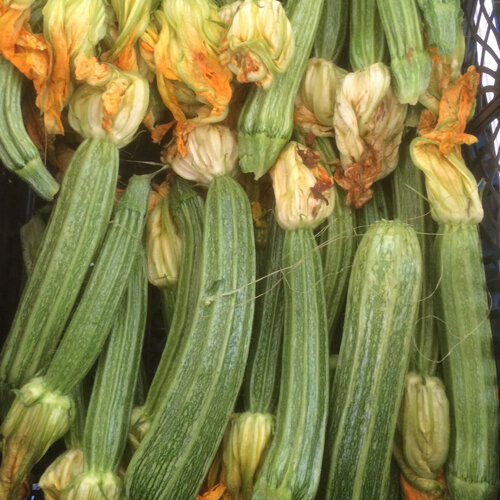 Freshly harvested pale green striped courgettes with their flowers