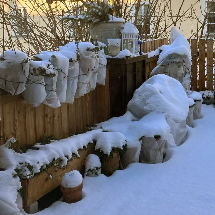 Container and trough plants wrapped in fleece by the wooden fence of a snowy balcony