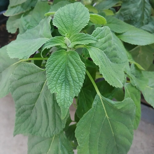 Young Mexican chia plant (Salvia hispanica) with serrated leaves