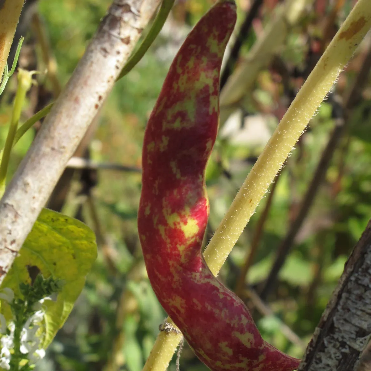 Stangenbohne 'Borlotto Lingua Di Fuoco' (Phaseolus vulgaris) Bio Saatgut