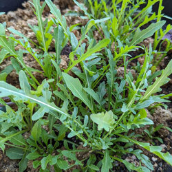Young rocket plants with narrow, lobed leaves in a bed