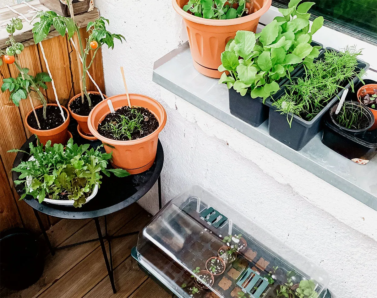 Balcony vegetable seeds