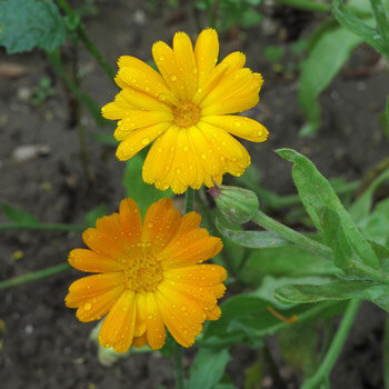 Pot marigold (Calendula officinalis) with yellow and orange flowers covered in raindrops