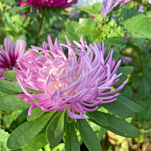 China aster (Callistephus chinensis) with pink, spidery petals