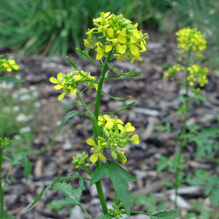 White Mustard (Sinapis alba) with yellow flowers