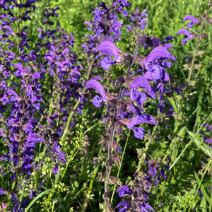 Meadow Sage (Salvia pratensis) seeds