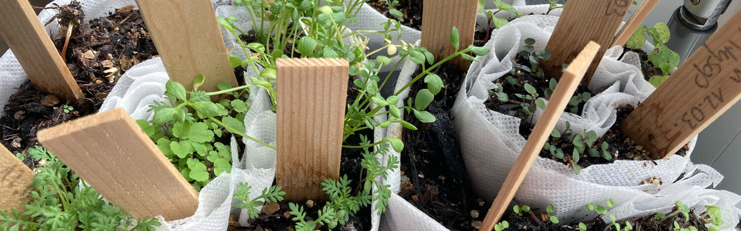 Sowing in rolls: young plants in rolled fleece with wooden labels