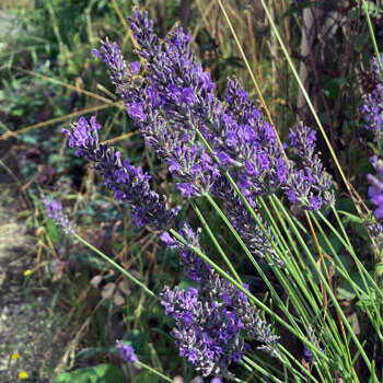 Lavender with purple flower spikes on long stems
