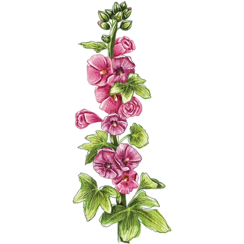 Hollyhocks
