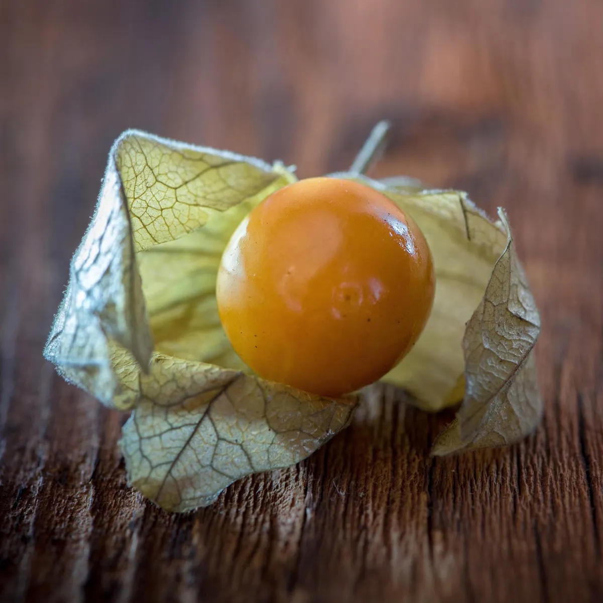 Andenbeere / Kapstachelbeere (Physalis peruviana) Bio Saatgut