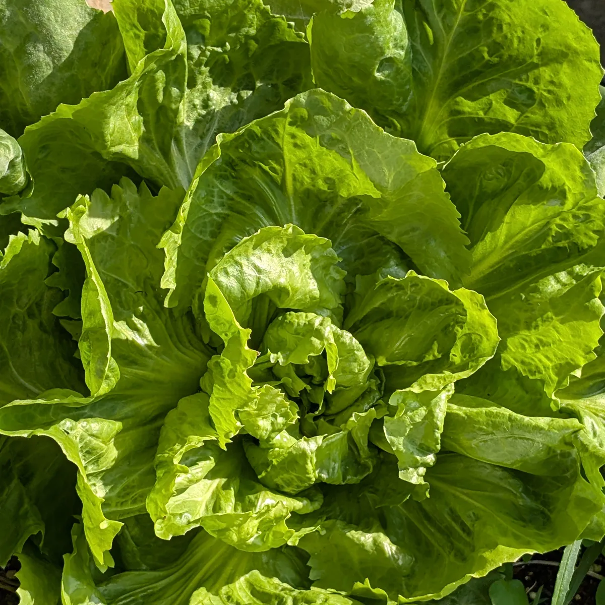 Endivien Salat 'Grüner Escariol' (Cichorium endivia) Bio Saatgut