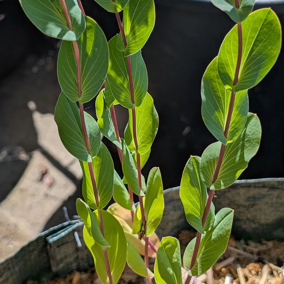 Rundblättriges Hasenohr 'Griffithii' (Bupleurum rotundifolium) Samen
