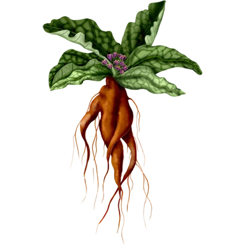 Mandrakes