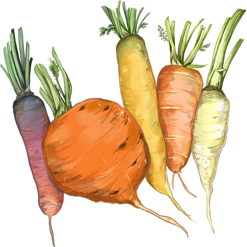 Heirloom Carrots