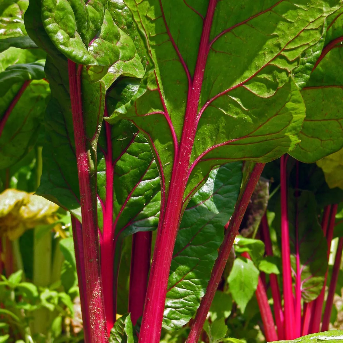 Roter Mangold 'Vulkan' (Beta vulgaris var. cicla) Samen