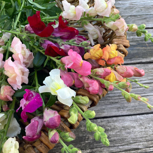 Freshly cut snapdragons in pink, white, red and orange on a wicker basket