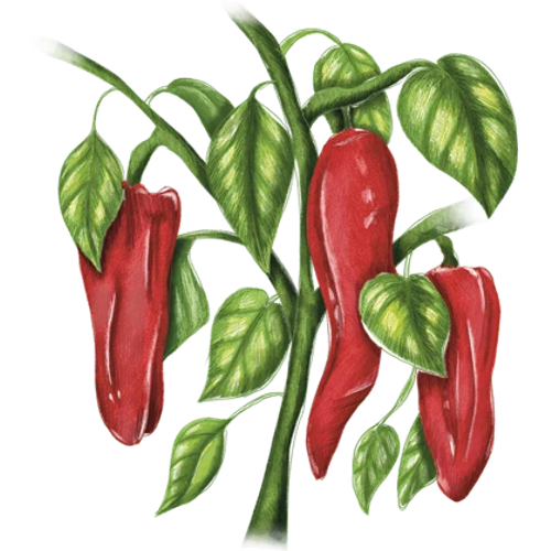 Sweet Peppers