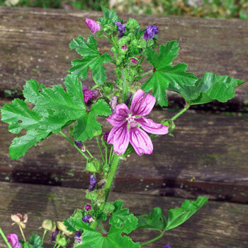 Mallow with pink and purple striped flowers in front of a wooden bench