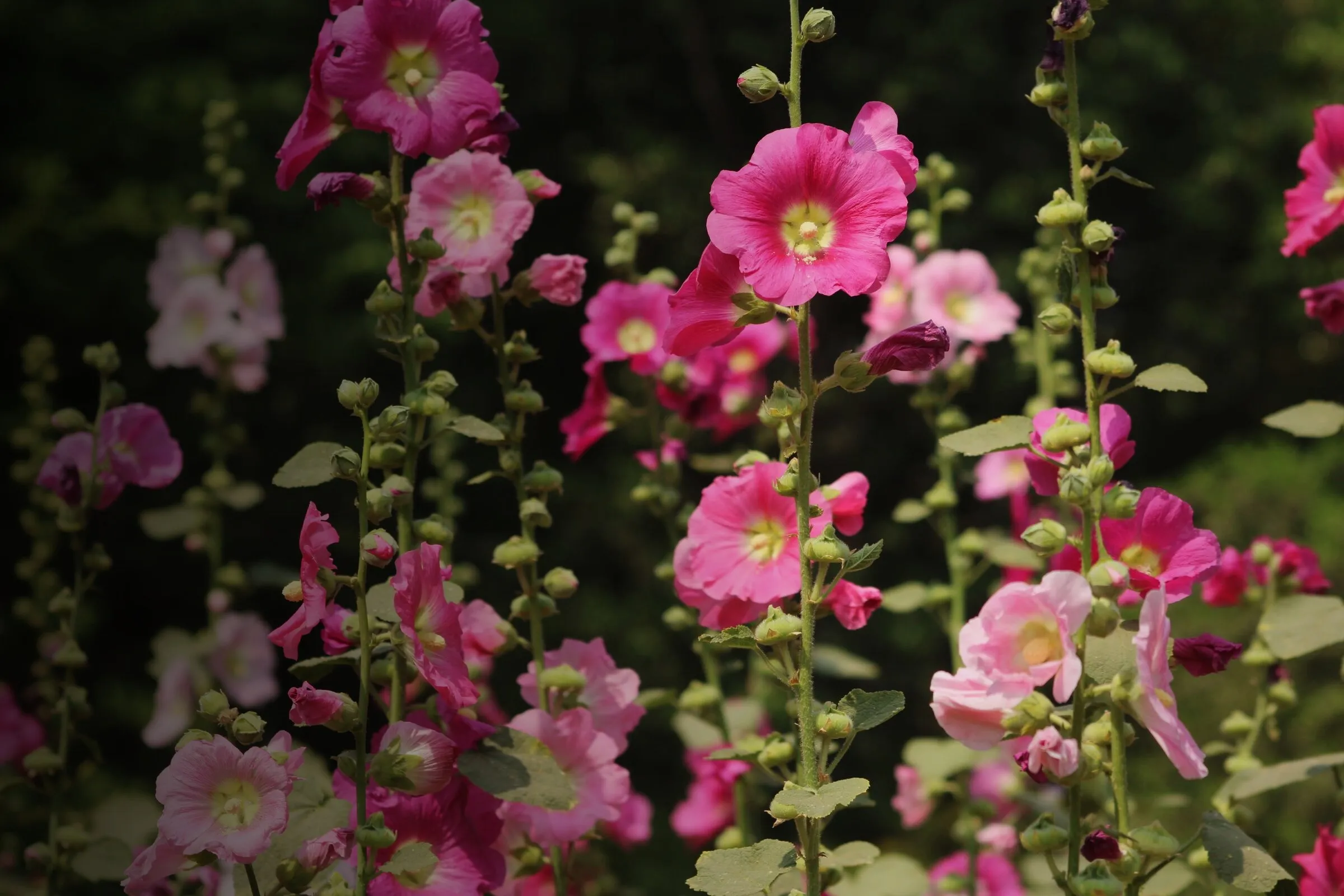 Pinke Stockrosen vor grünem Hintergrund