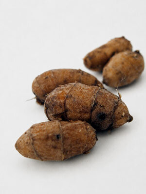 Tubers of the tiger nut