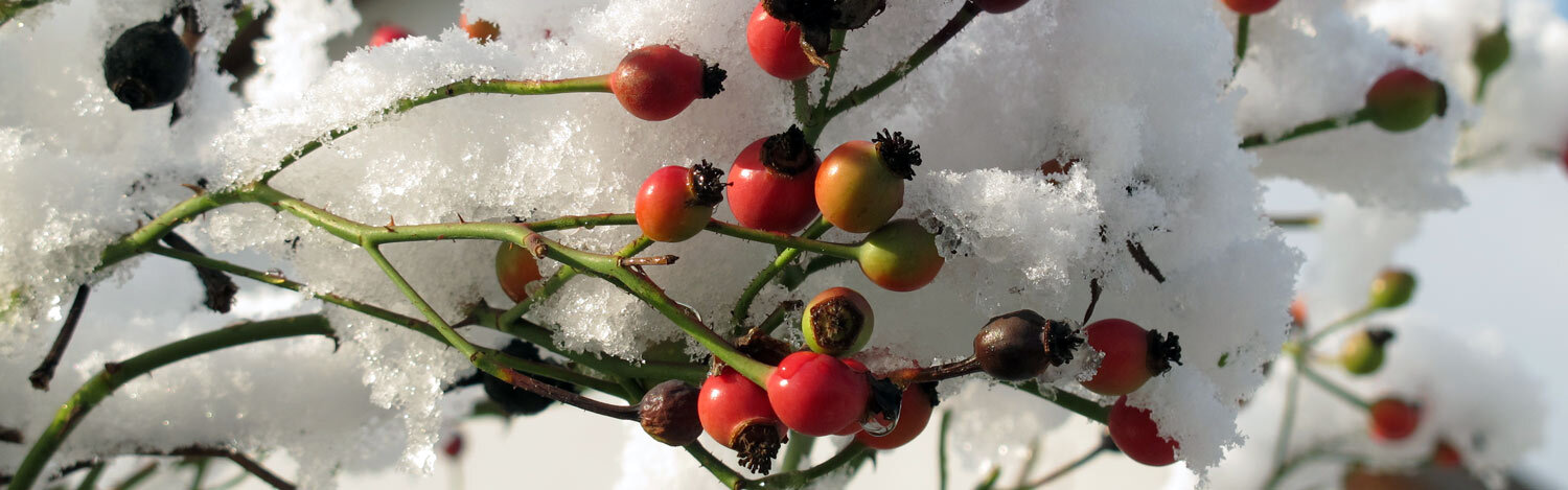 Red rosehips on branches, covered in snow
