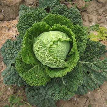 Cabbage head with crinkled leaves in the bed