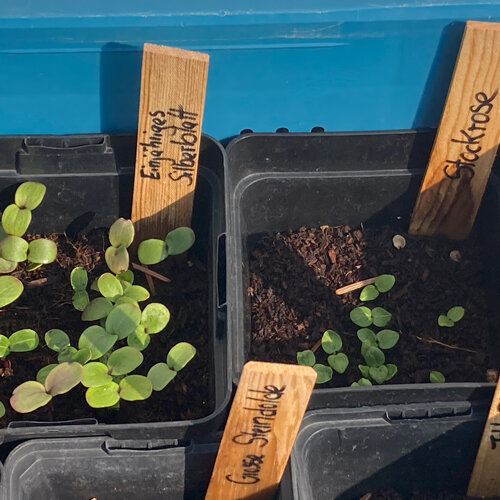 Seedlings of cold germinators in pots with wooden labels, such as honesty and hollyhock