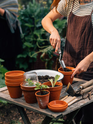 Seedlings started indoors for the garden