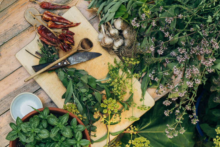 Fresh herbs, garlic and dried chillies on a wooden board, with potted basil beside them