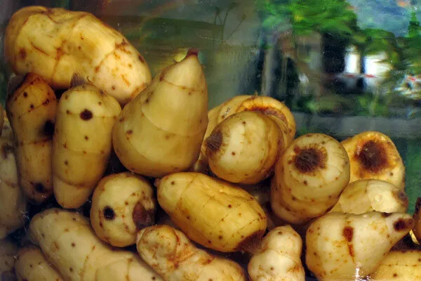 Harvested tiger nuts