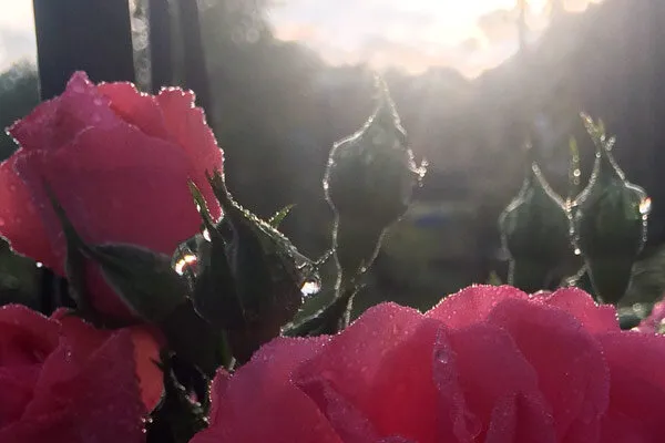 Roses against the light