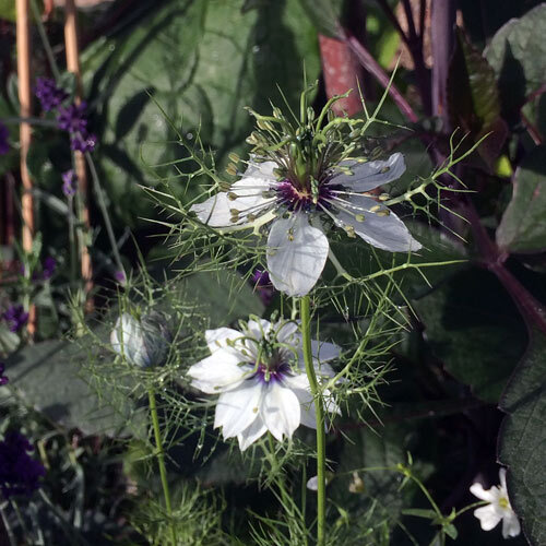 White love-in-a-mist (Nigella damascena) with feathery bracts