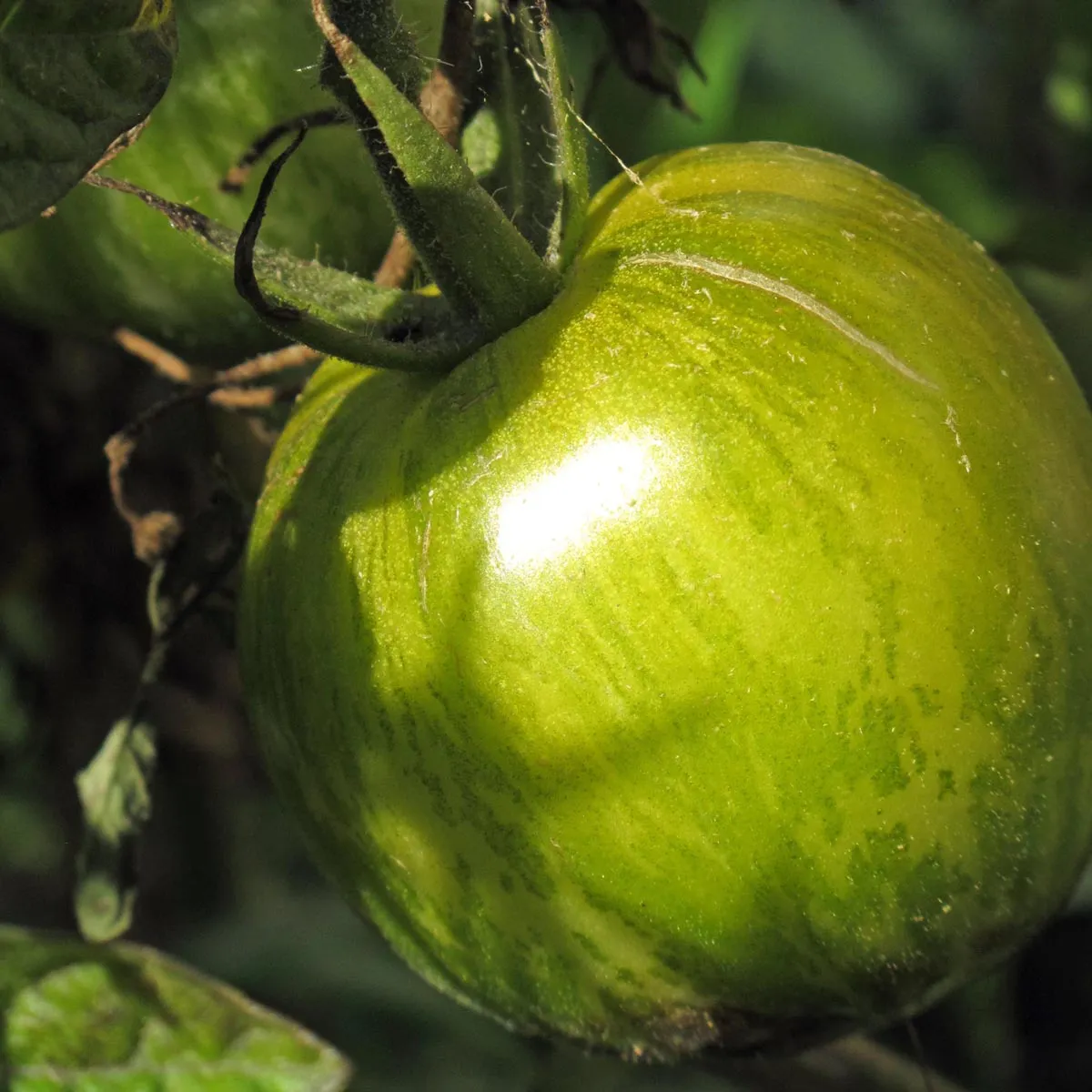 Gestreifte Tomate 'Grünes Zebra' (Solanum lycopersicum) Bio Saatgut