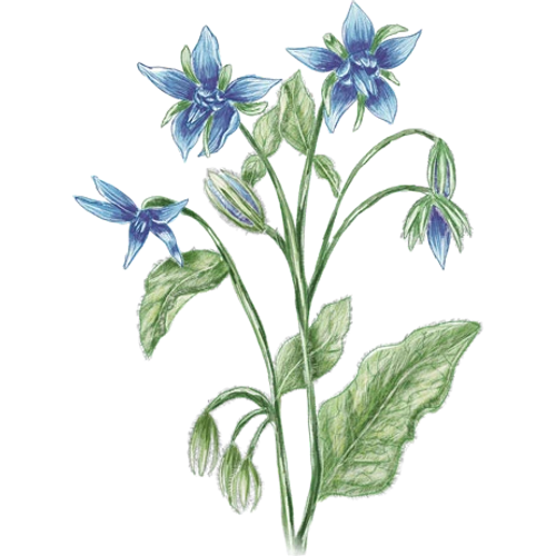 Borage Varieties