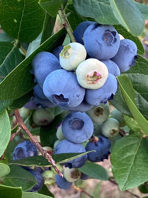 Ripe blue and still unripe pale blueberries on the bush