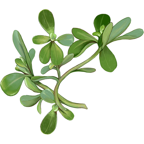 Purslane Varieties