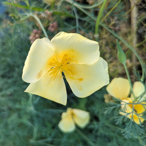Californian Poppy 'Chrome Queen' (Eschscholzia californica) with pale yellow flowers